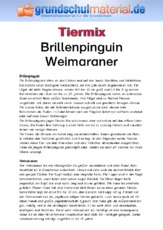 Brillenpinguin - Weimaraner.pdf
